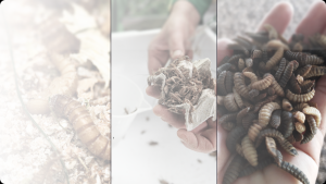 Read more about the article State of Insect Production 2022